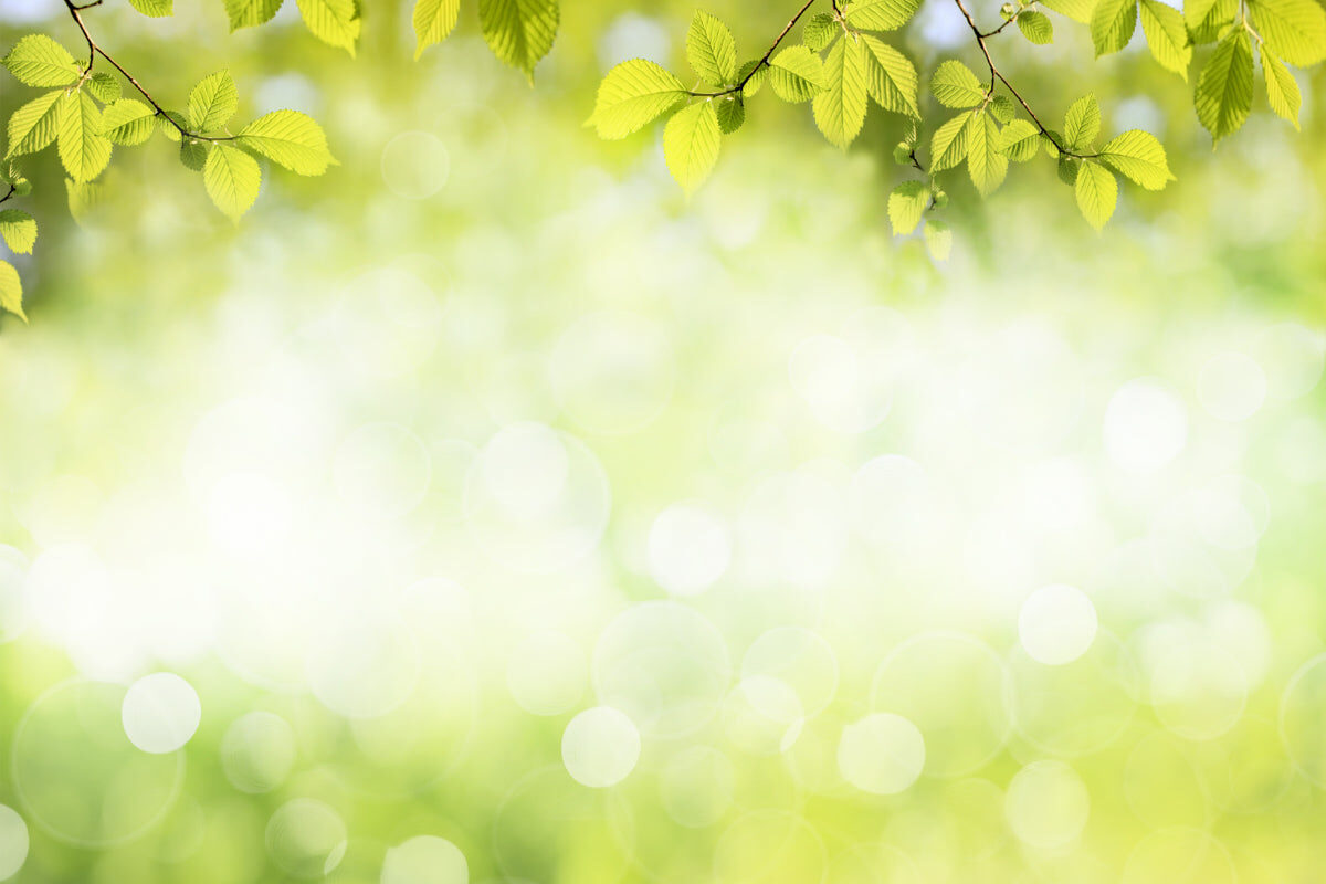 Fresh Green Canopy Stretch Ceiling – Nature-Inspired Light Panel