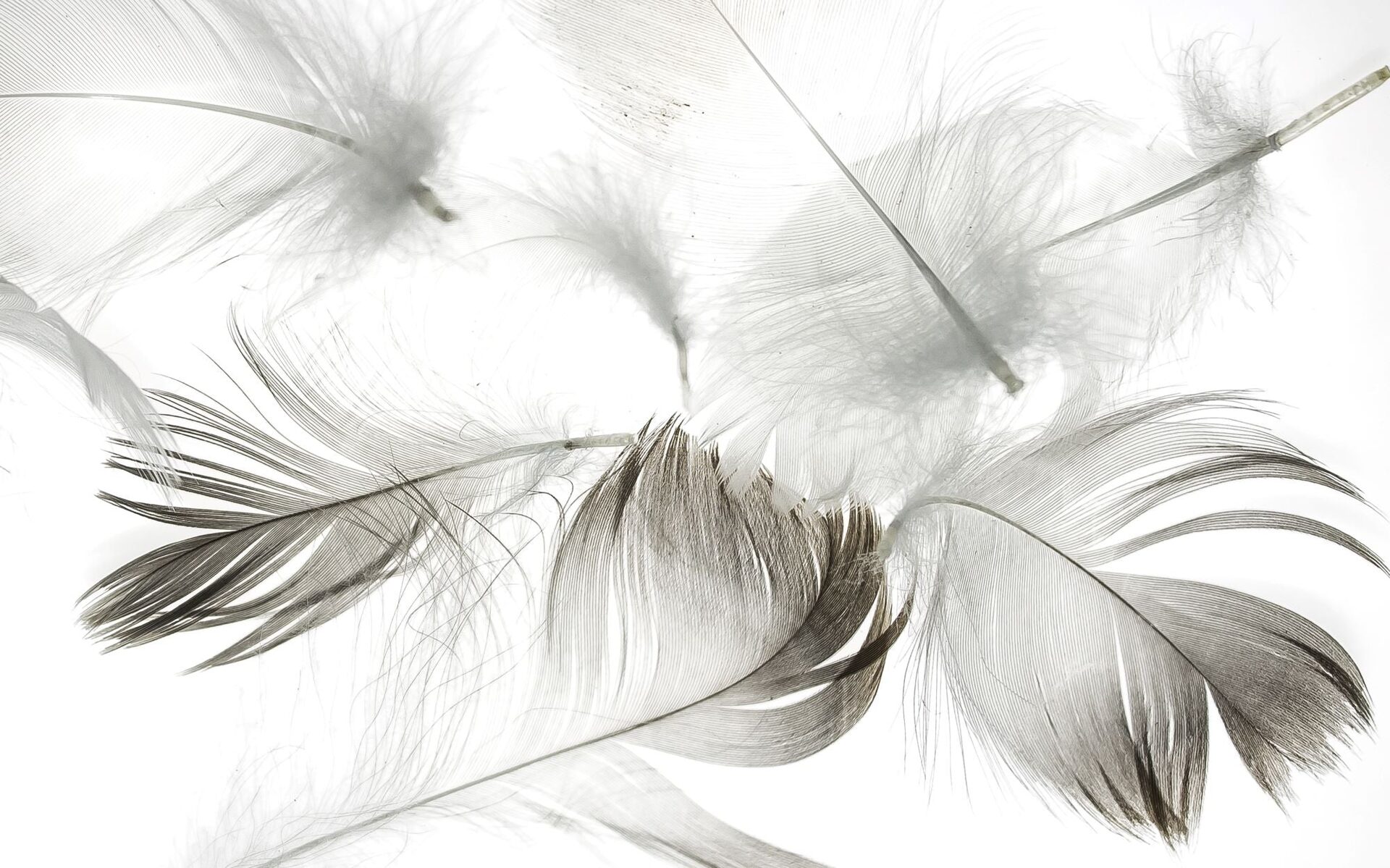 Gentle Floating Feathers