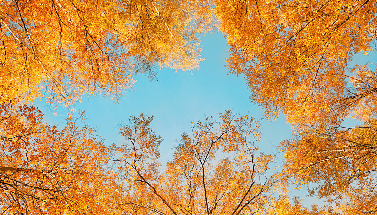 Golden Autumn Tree Canopy with Clear Blue Sky