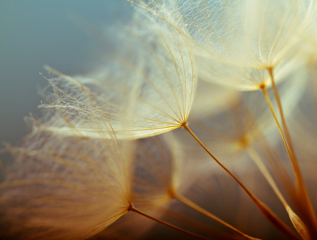 Golden Dandelion Macro with Soft Focus Glow