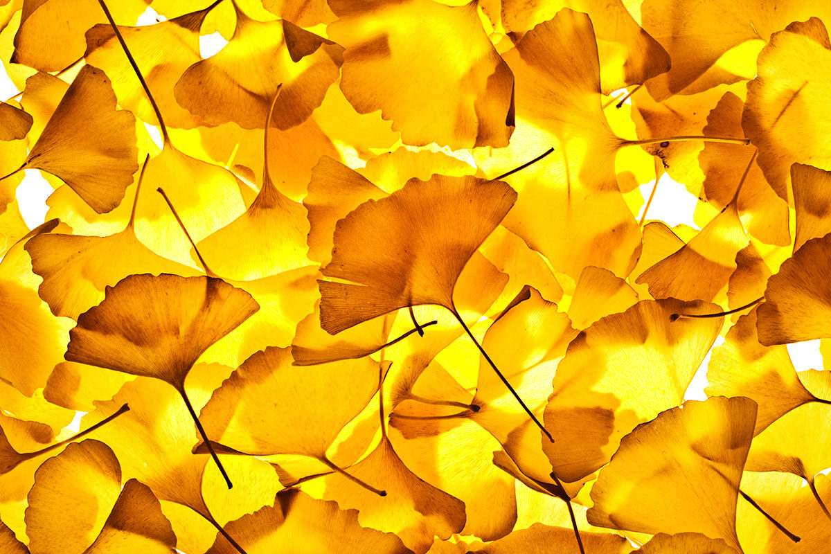 Golden Ginkgo Leaf Stretch Ceiling – Elegant Nature Inspired Design