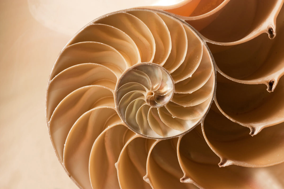 Golden Spiral Shell Macro Texture Art Print