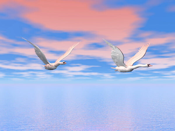 Graceful Flight Over Serene Waters