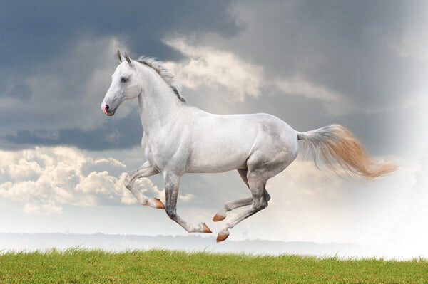 Graceful White Horse Running in the Field