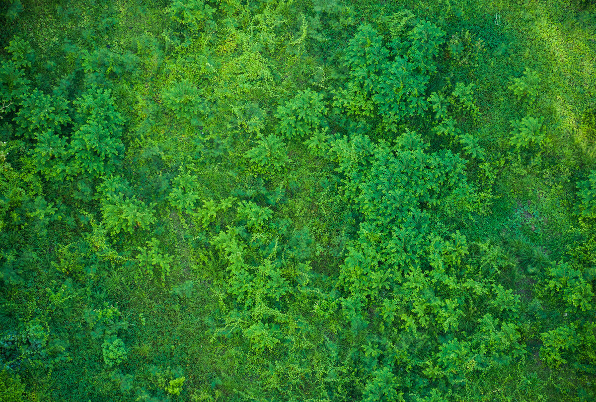 Lush Green Forest Aerial Stretch Ceiling Design