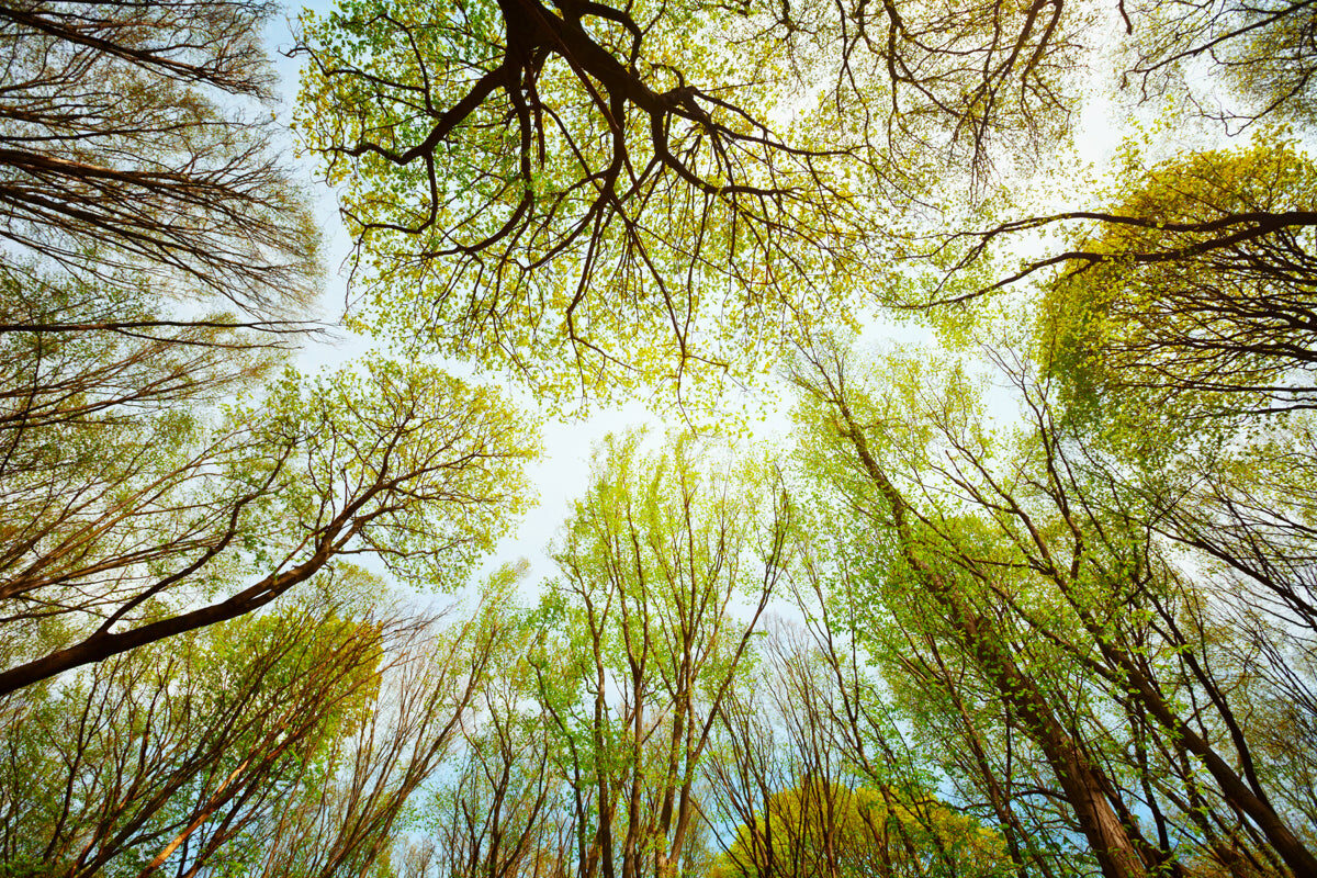 Lush Green Forest Canopy – Nature Tree Top View