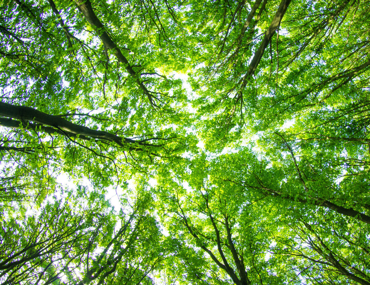 Lush Green Forest Canopy View from Below