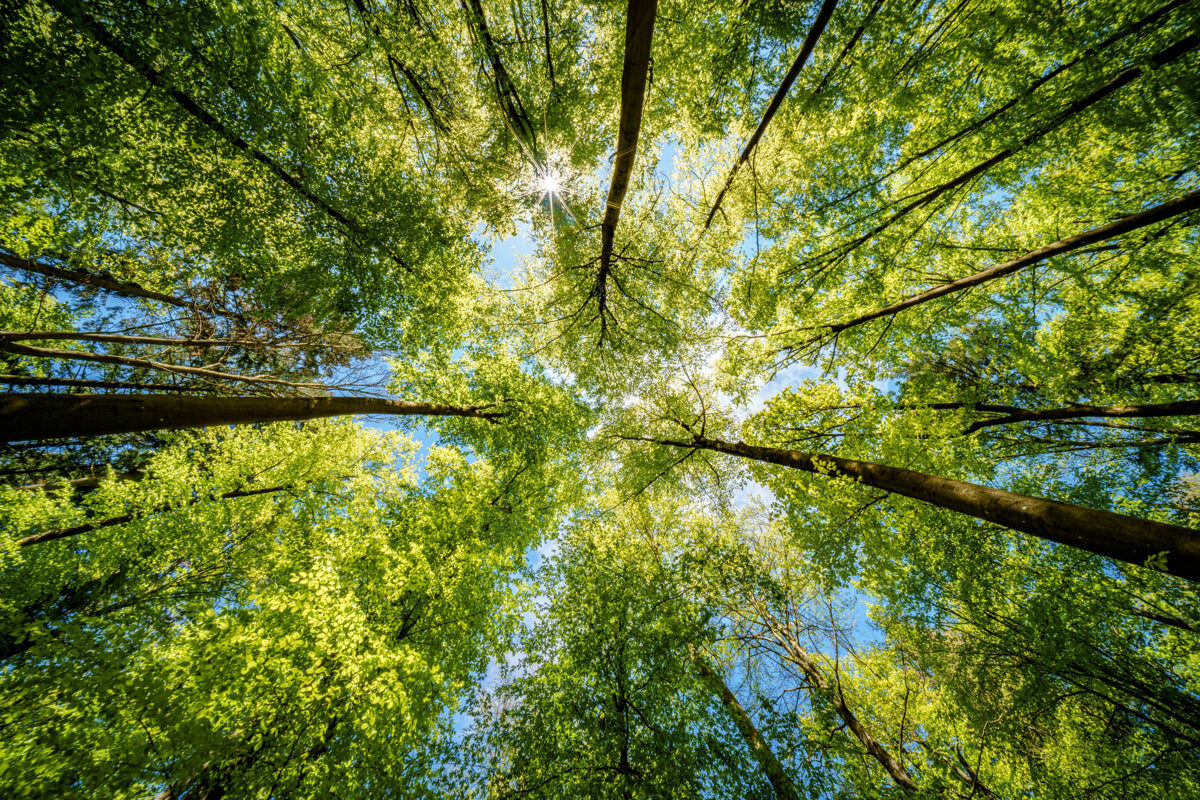 Lush Green Forest Canopy with Sunburst View