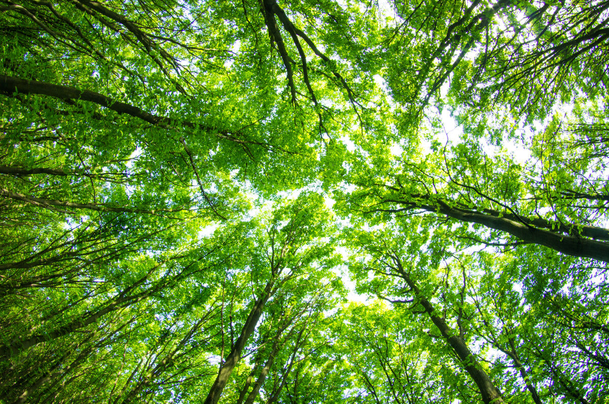Lush Green Forest Skyview Stretch Ceiling Design