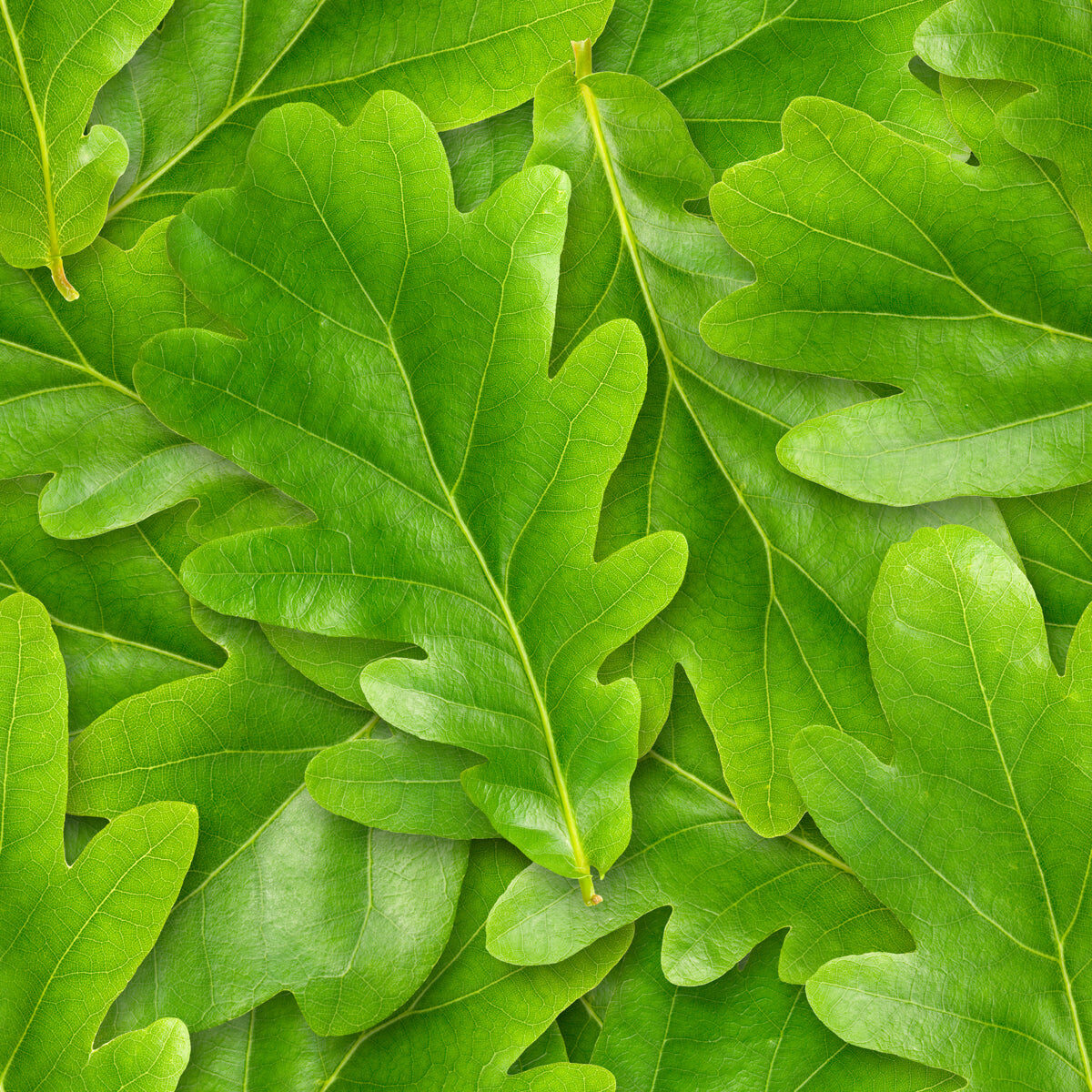 Lush Green Oak Leaves Texture Background Print