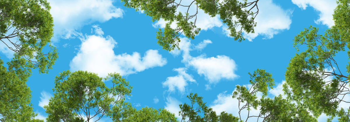 Lush Green Tree Canopy with Clear Blue Sky