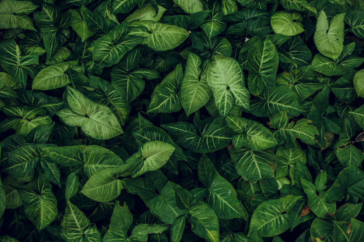 Lush Green Tropical Leaf Texture Wallpaper