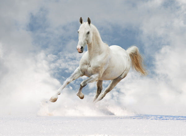 Majestic White Horse in Motion