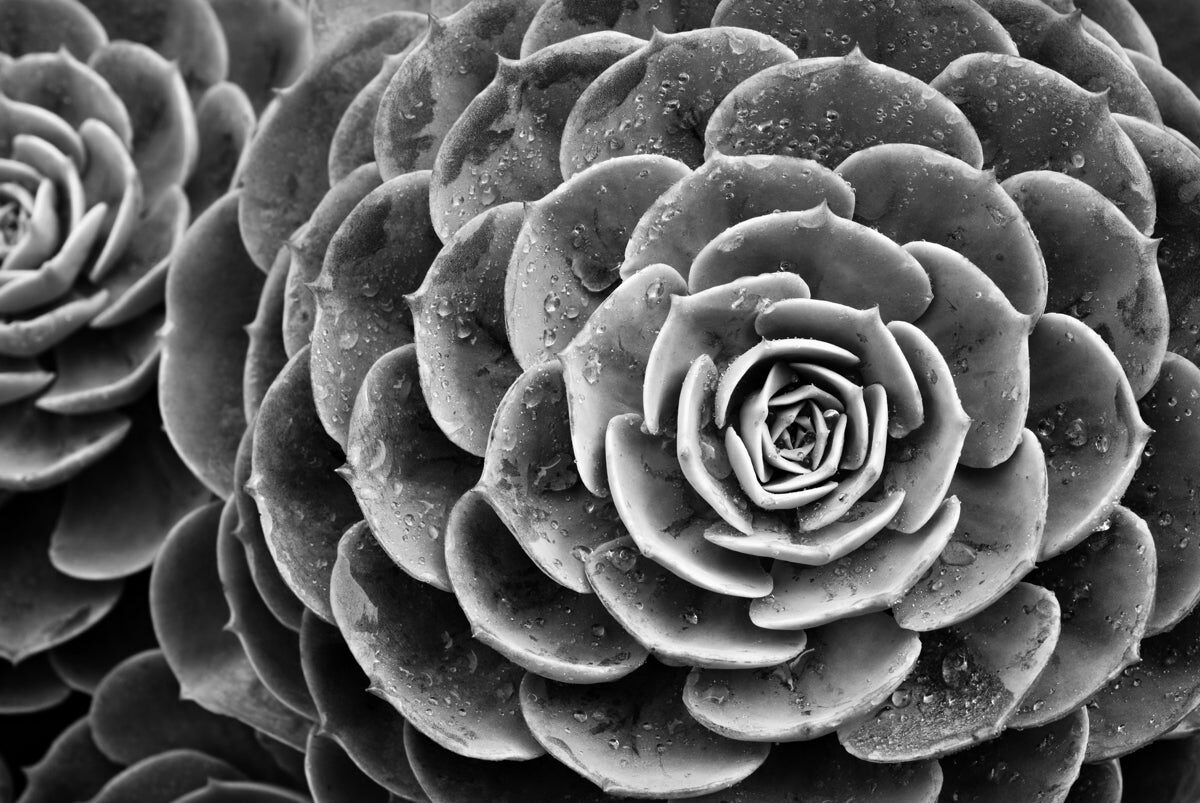Monochrome Floral Spiral – Timeless Botanical Design