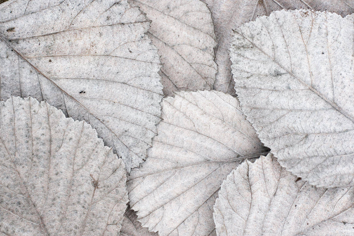 Muted Frosted Leaf Pattern – Nature-Inspired Design