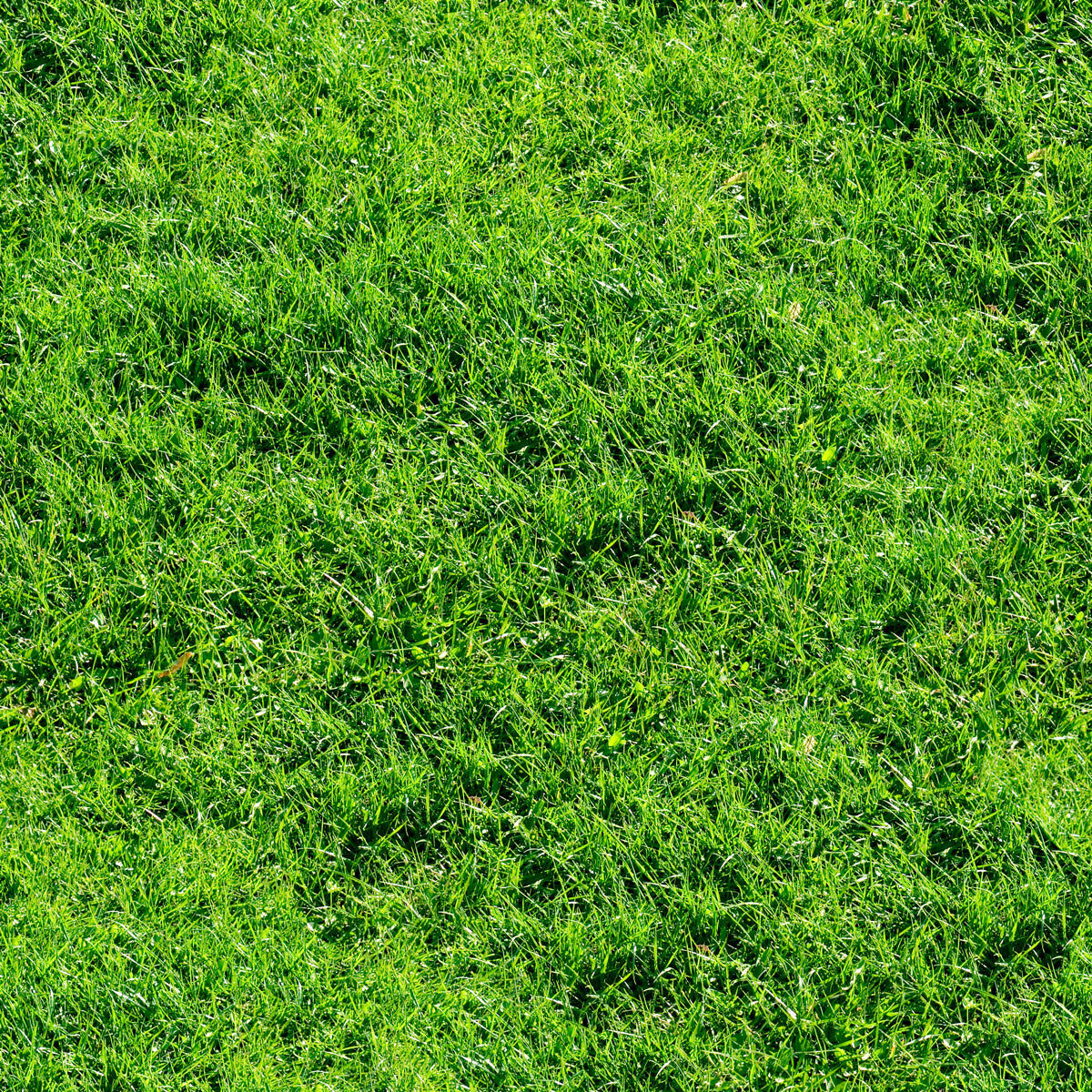 Natural Green Grass Lawn Texture Background