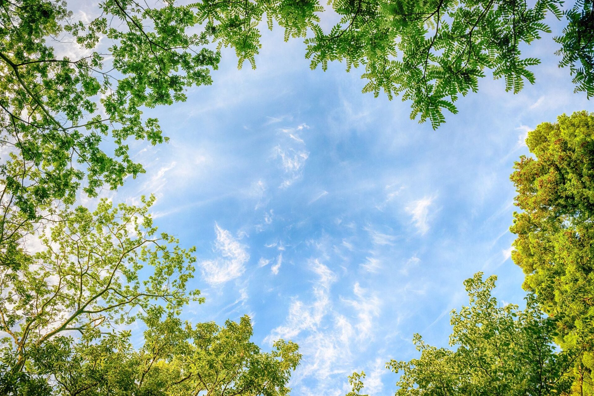 Nature Frame Blue Sky View