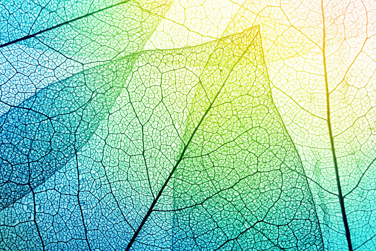 Nature Spectrum Vein Art Panel – Premium Designer Stretch Ceiling