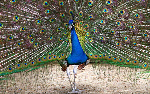 Peacock’s Splendor