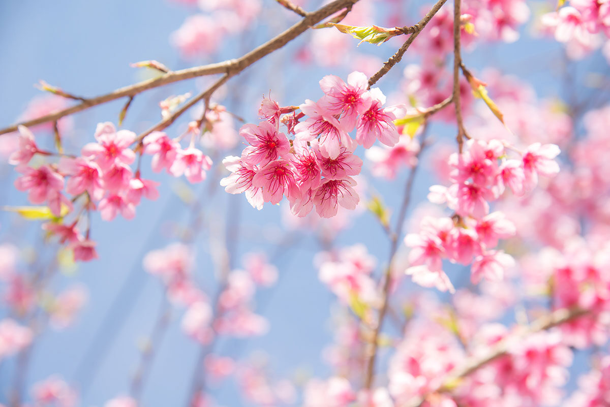 Pink Cherry Blossom Stretch Ceiling – Soft Floral Sky Design