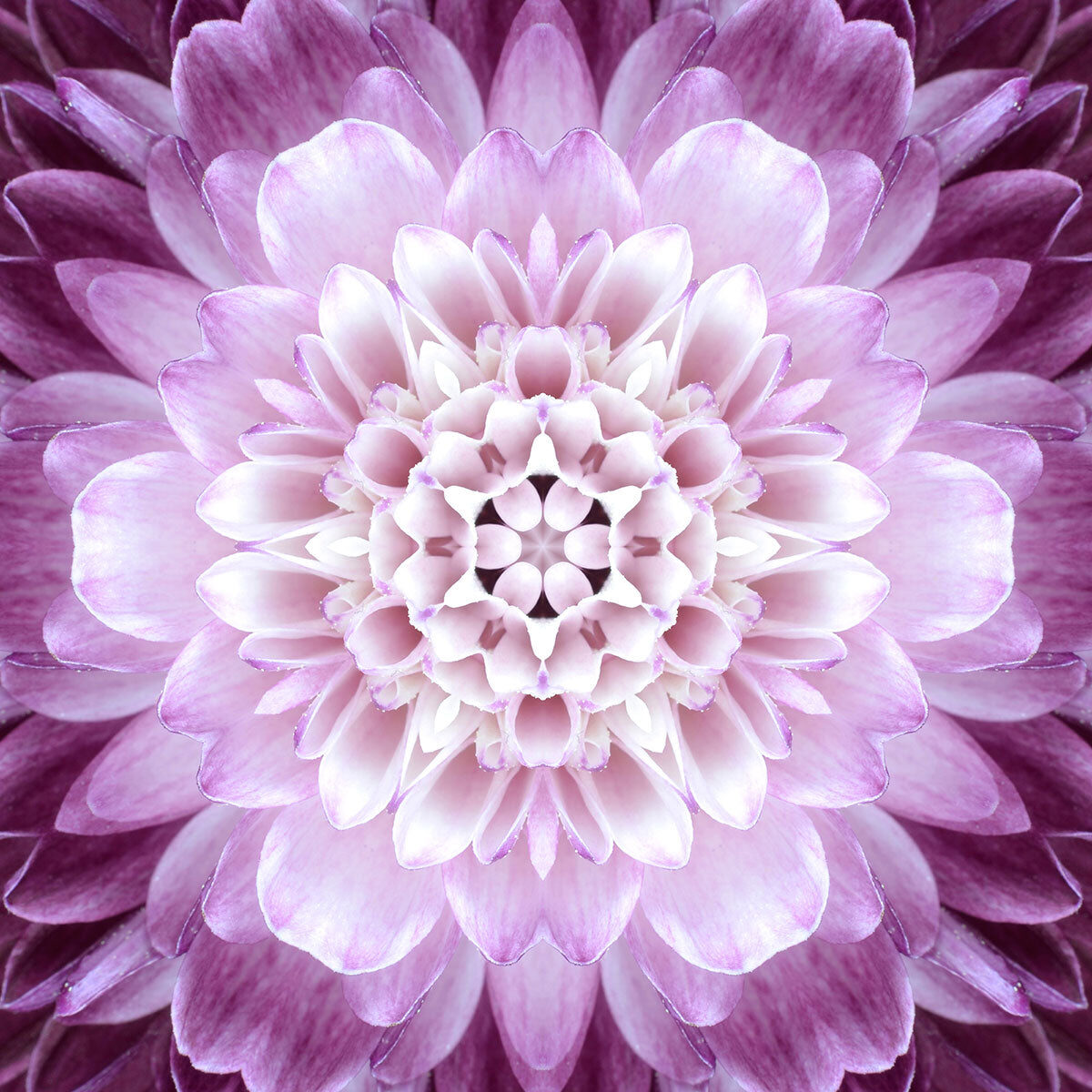 Pink Floral Mandala Stretch Ceiling – Elegant Symmetry Flower Design