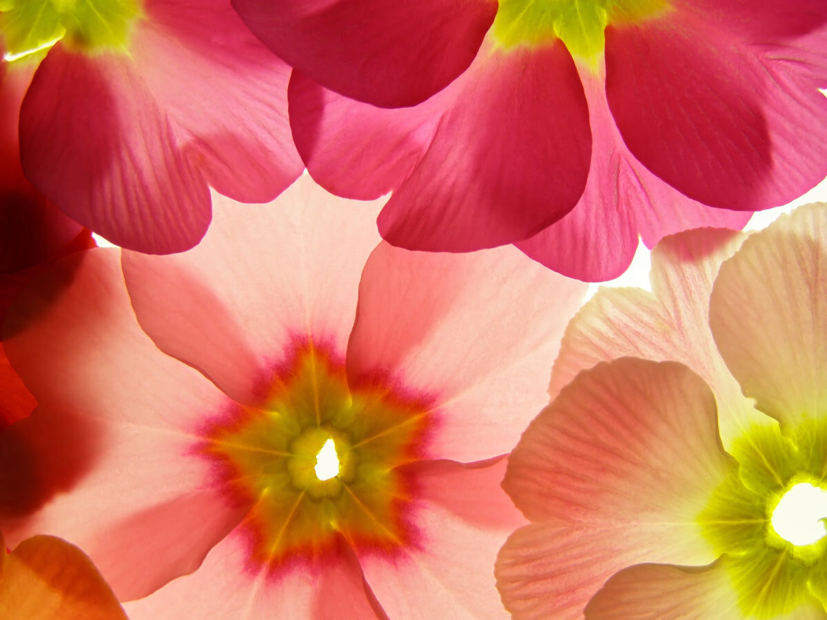 Radiant Blossom Glow – Floral Ceiling Design