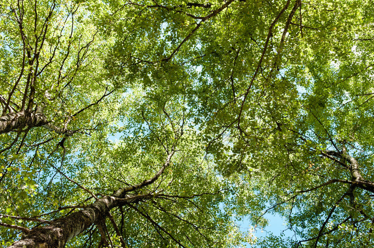Serene Green Canopy with Sunlight and Blue Sky