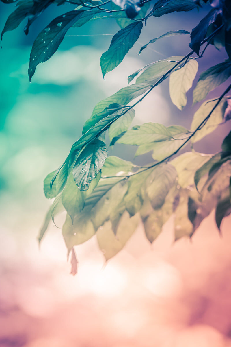 Soft Focus Leafy Branch with Dreamy Gradient