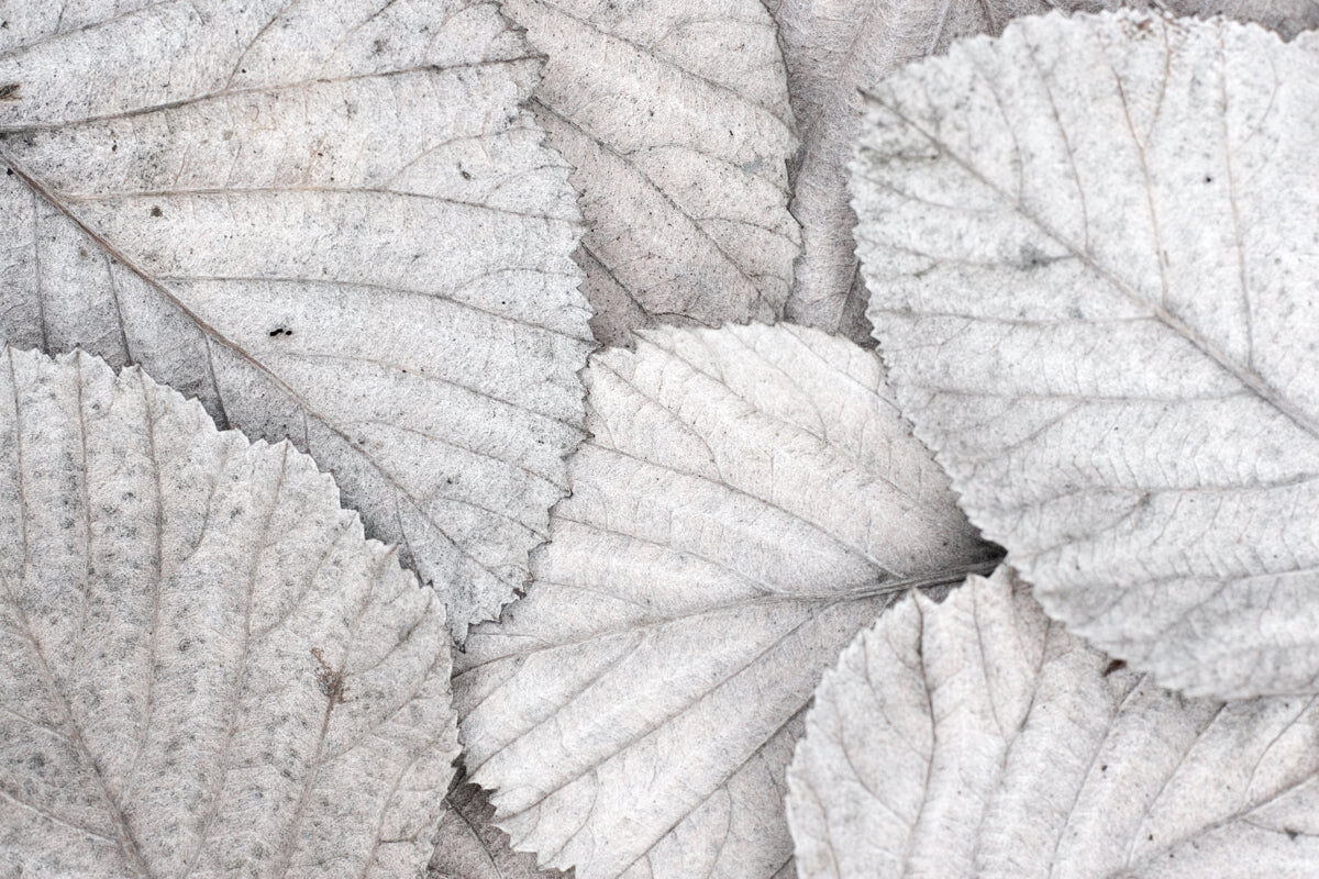 Soft Grey Dried Leaves Texture Background Art