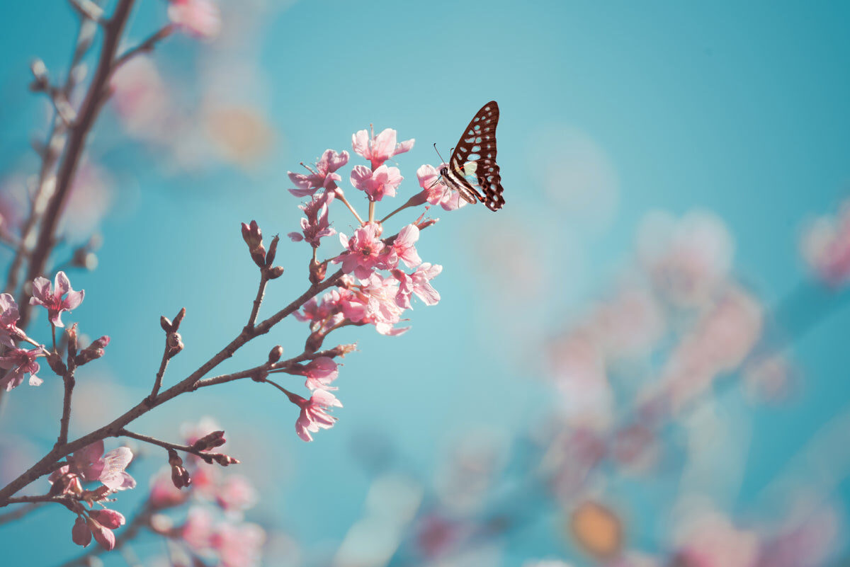 Spring Blossom Serenity – Butterfly Floral Design