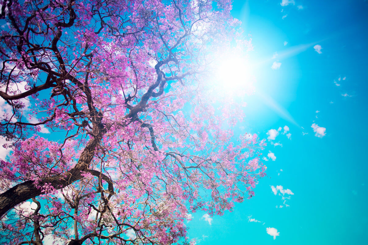 Spring Blossom Tree Under Bright Blue Sky