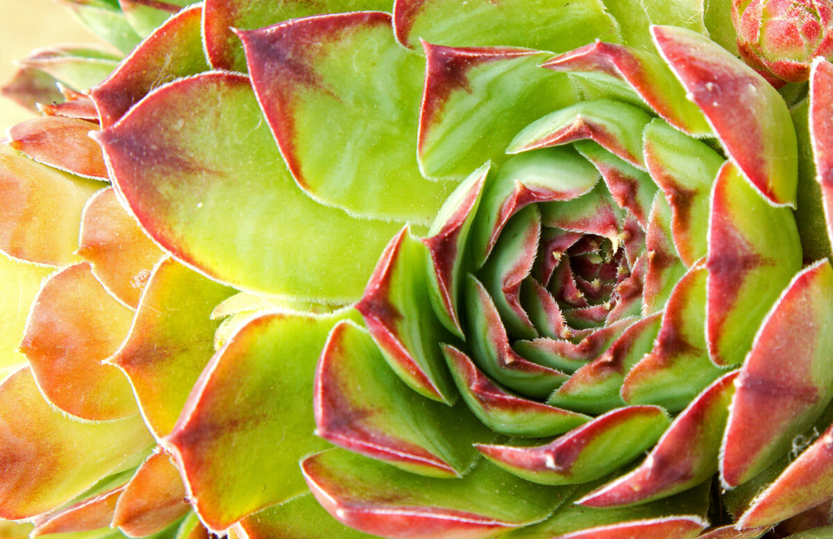 Succulent Macro with Red-Green Leaf Detail