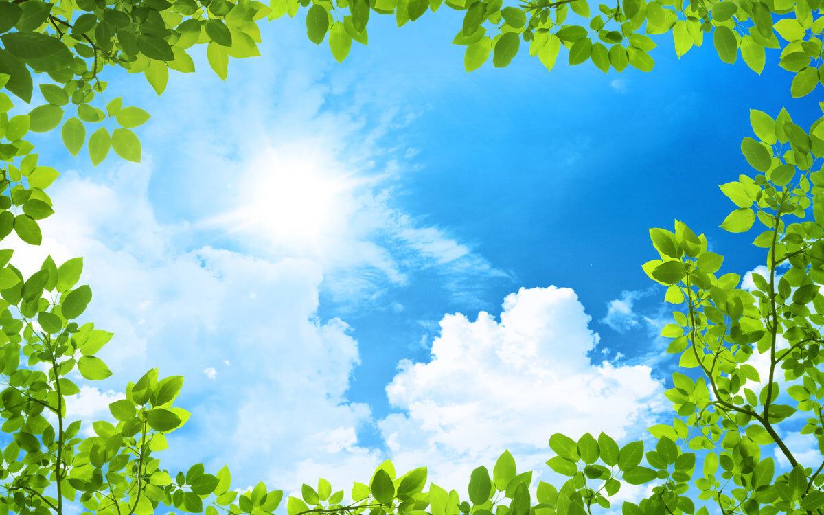 Sun-Kissed Green Leaves with Bright Blue Sky