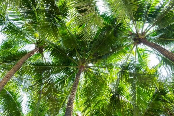 Sunlight Filtering Through Tall Palm Trees