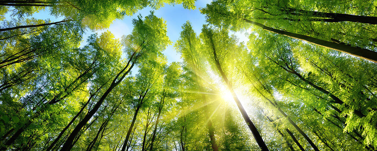 Sunlight Forest Canopy Stretch Ceiling – Natural Green Sky Design