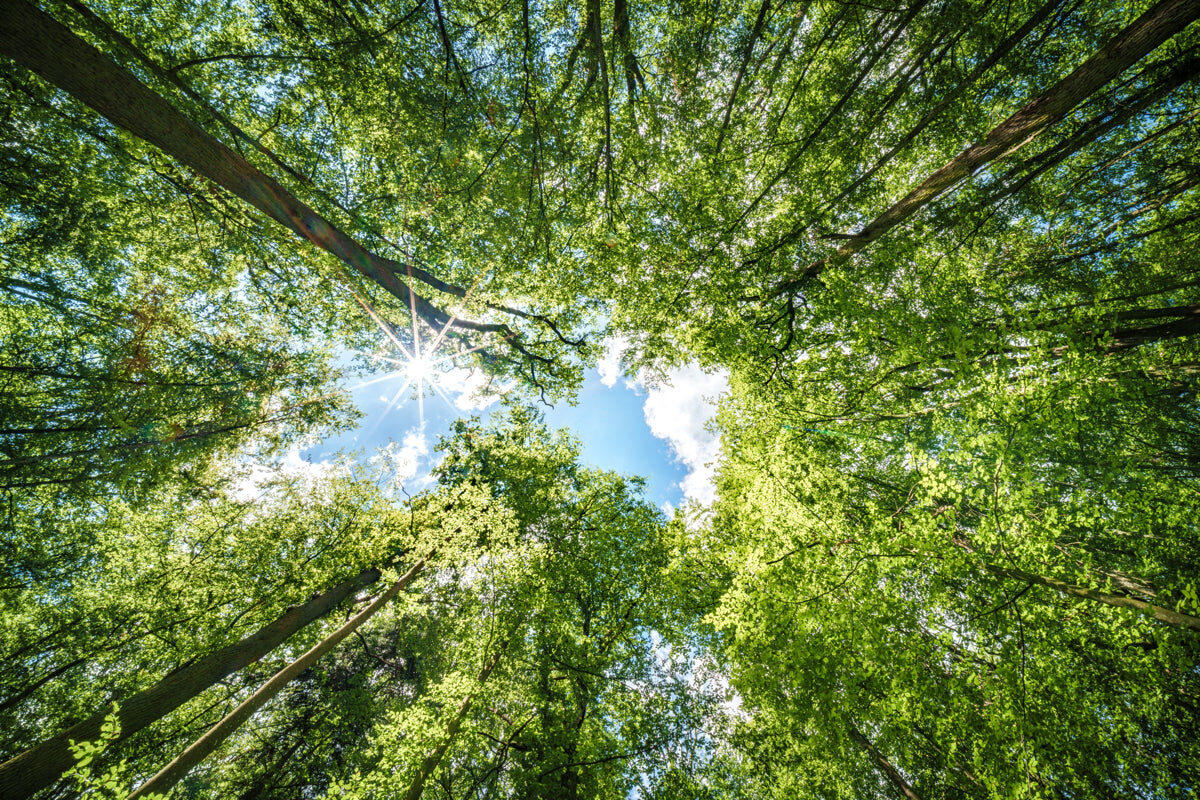 Sunlight Peeking Through Forest Canopy View