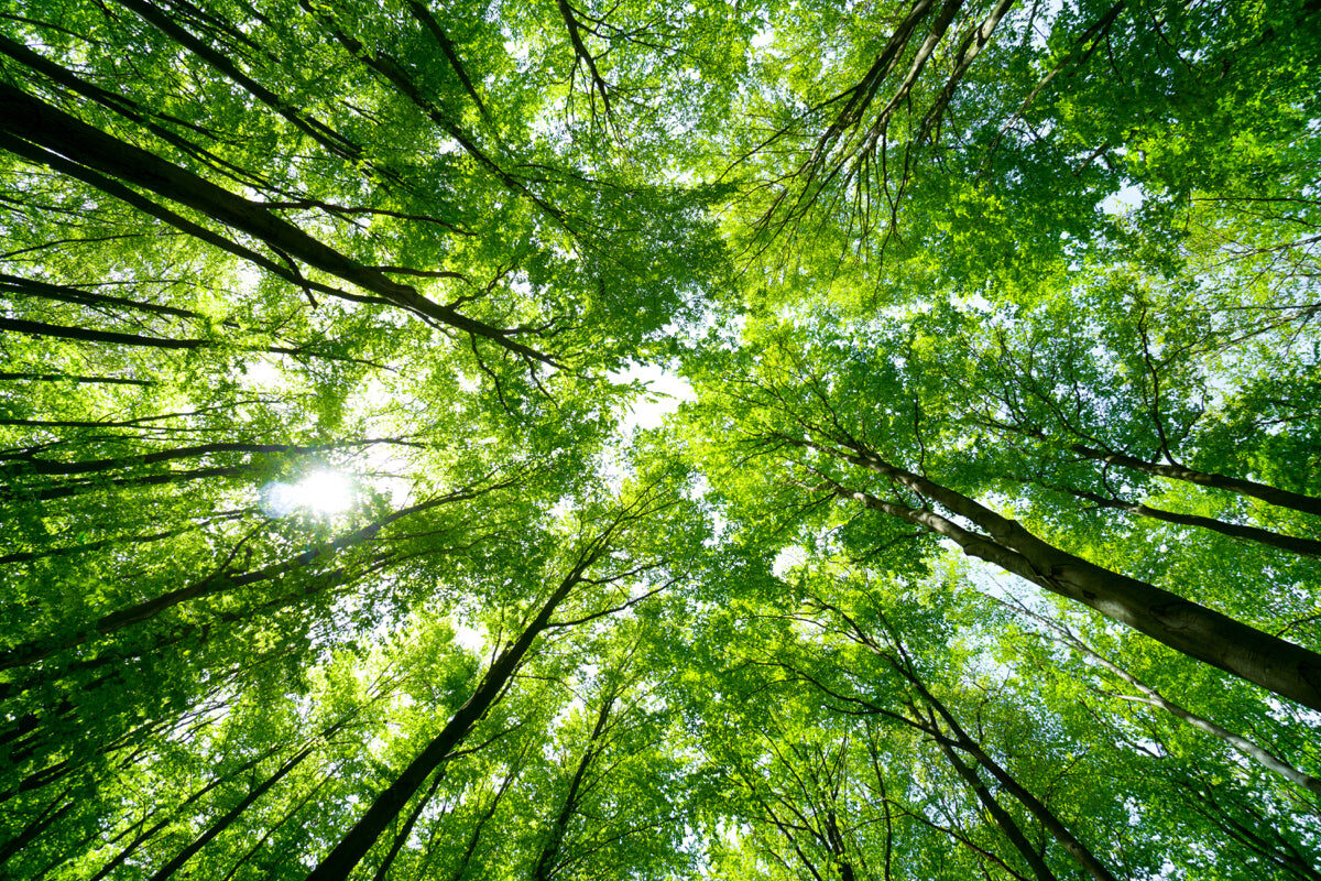 Sunlight Through Green Forest Canopy View