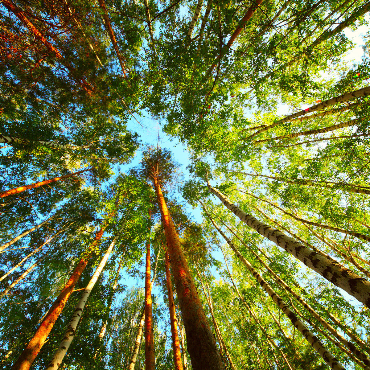 Sunlit Forest Canopy View with Lush Green Tall Trees