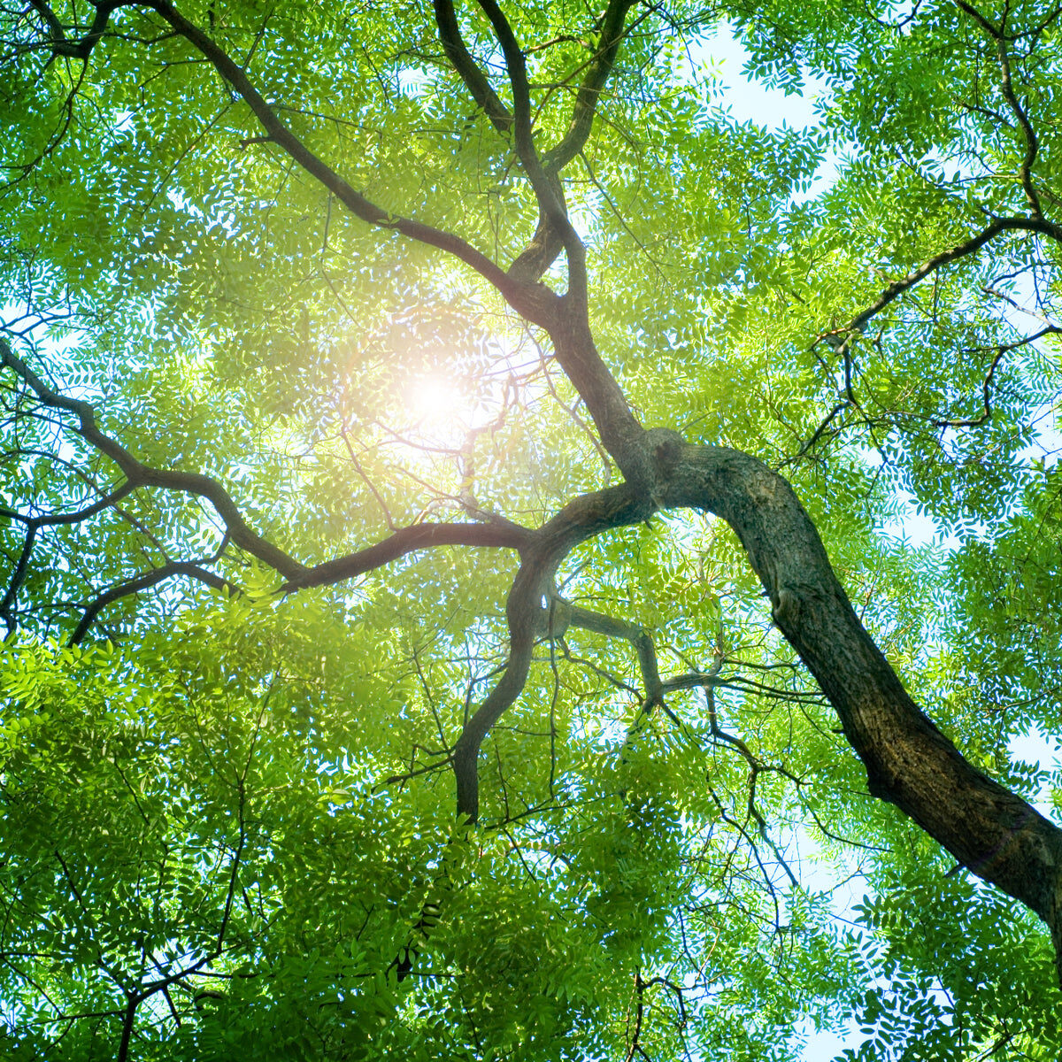 Sunlit Green Canopy View from Forest Ground
