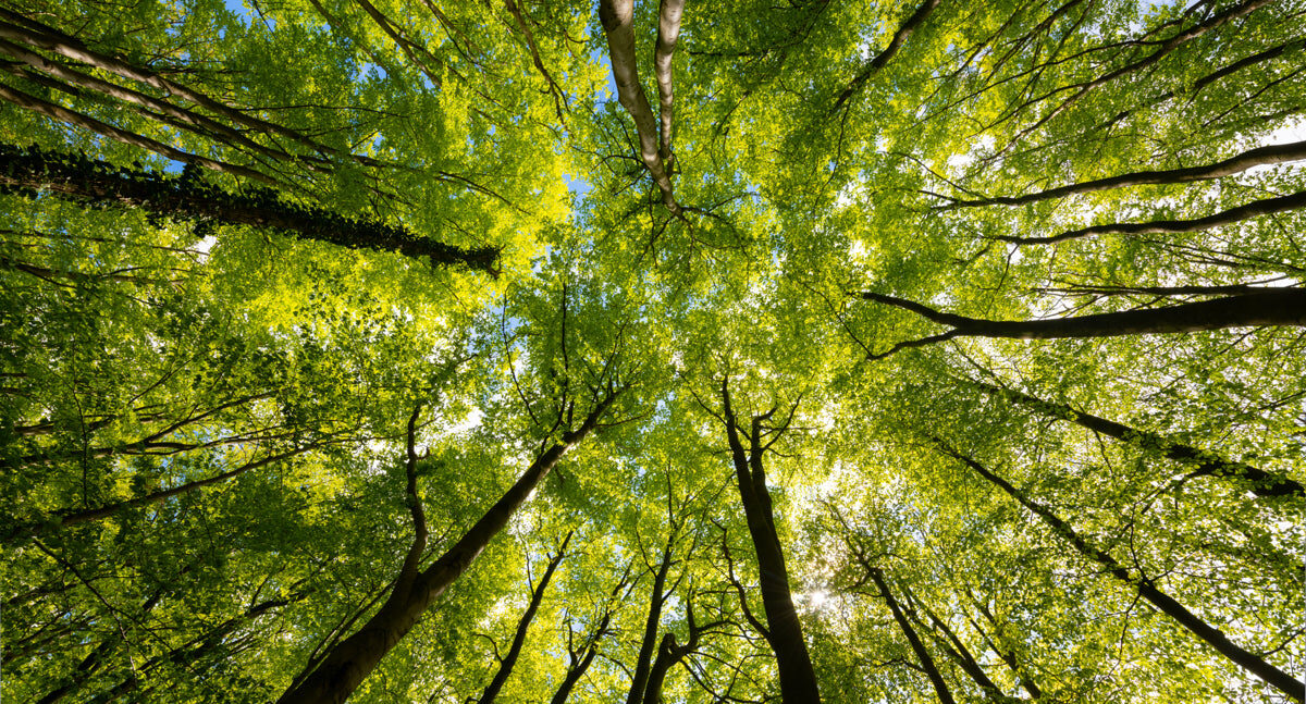Sunlit Green Canopy View in Dense Forest