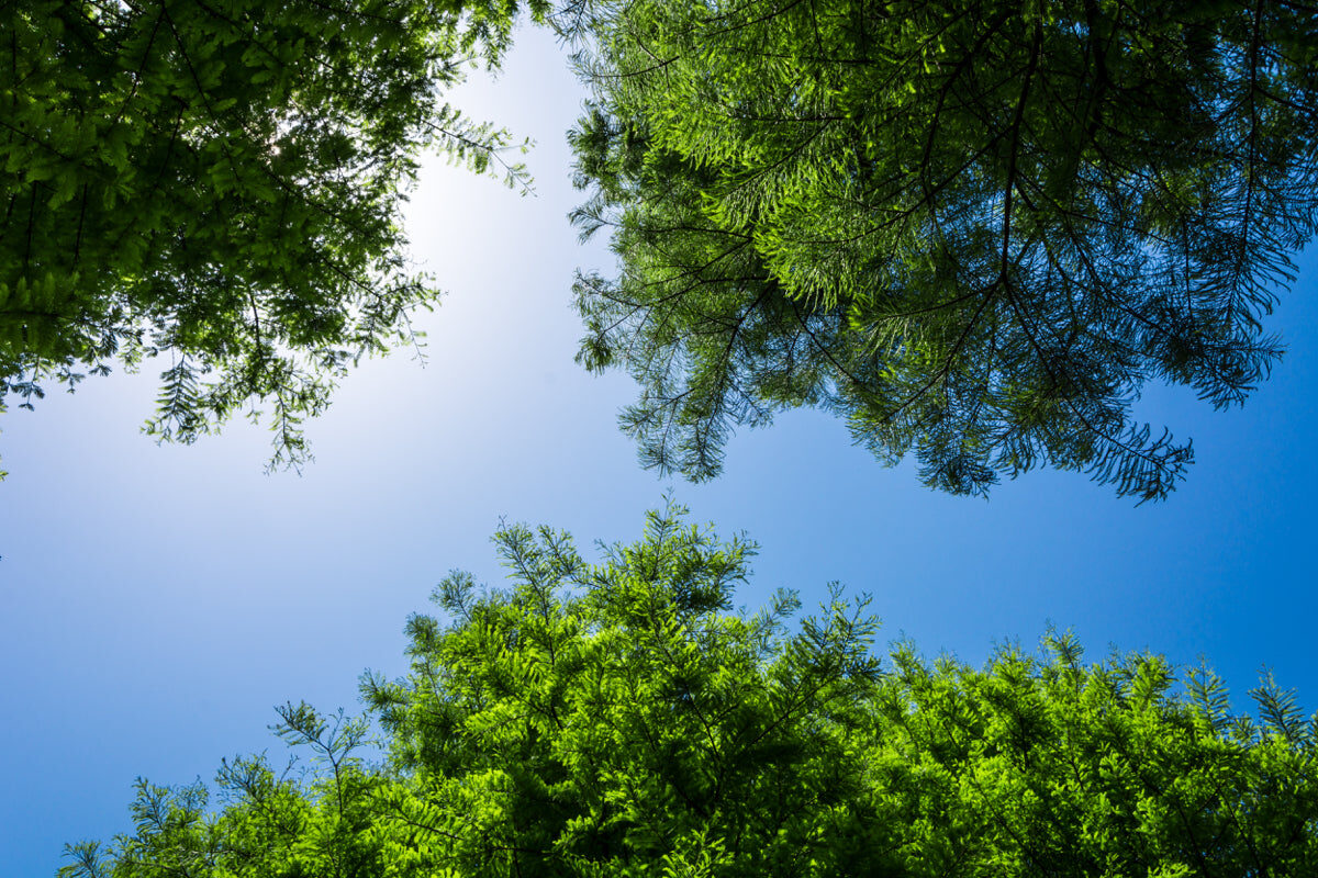 Sunlit Green Tree Canopy with Blue Sky View