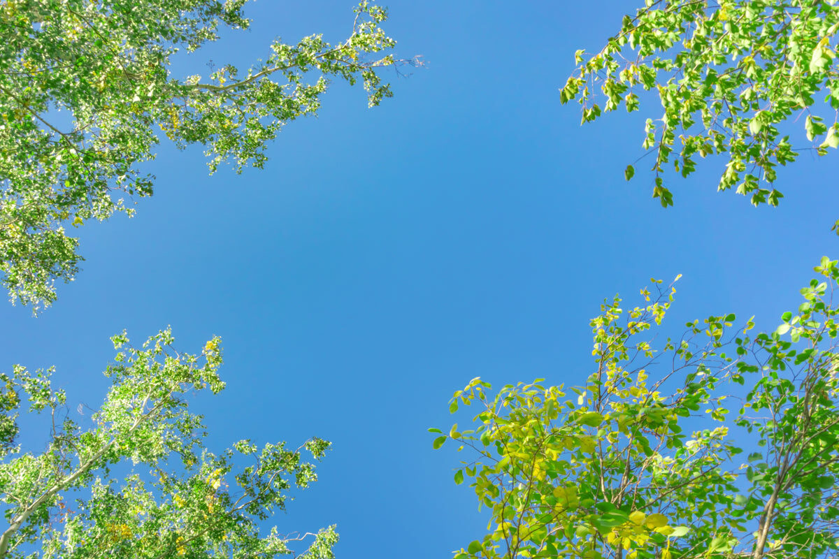 Sunny Blue Sky Framed by Fresh Green Trees