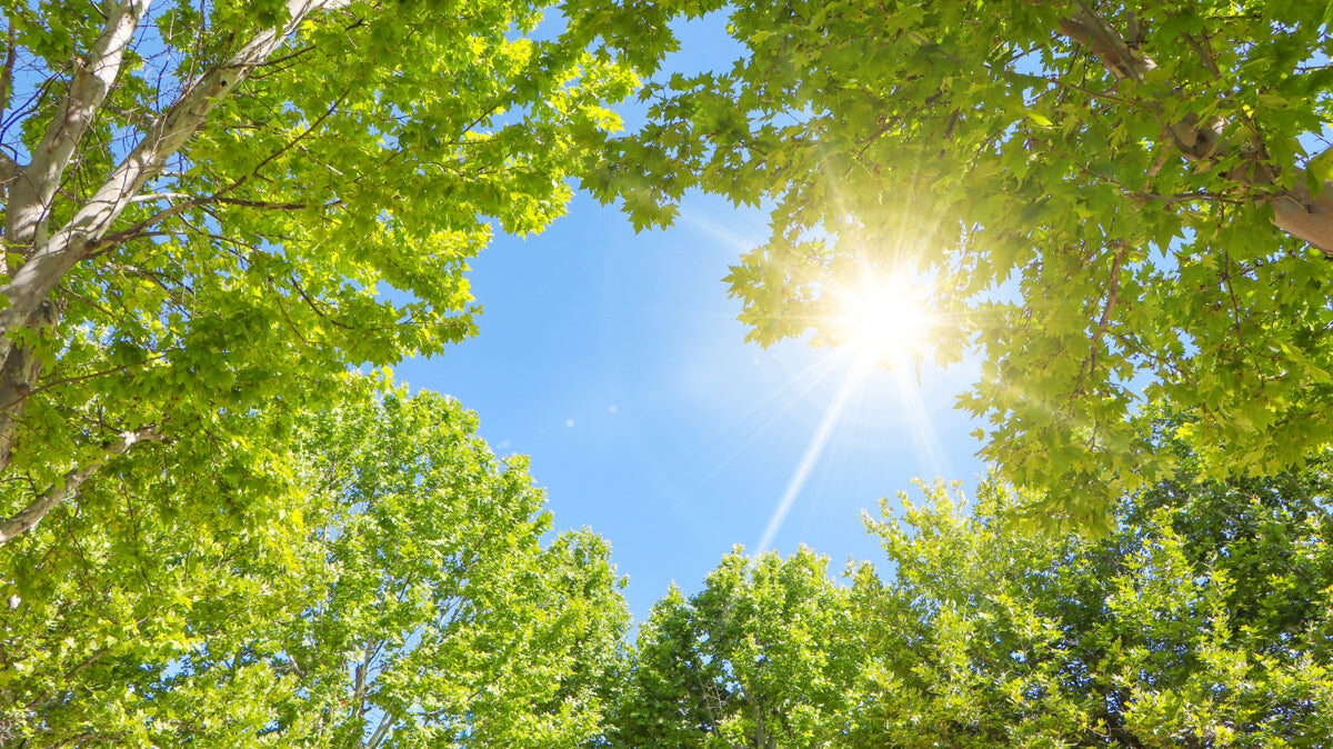 Sunny Daylight Through Green Tree Canopy View
