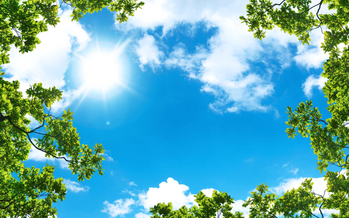 Sunny Sky Through Green Tree Canopy View