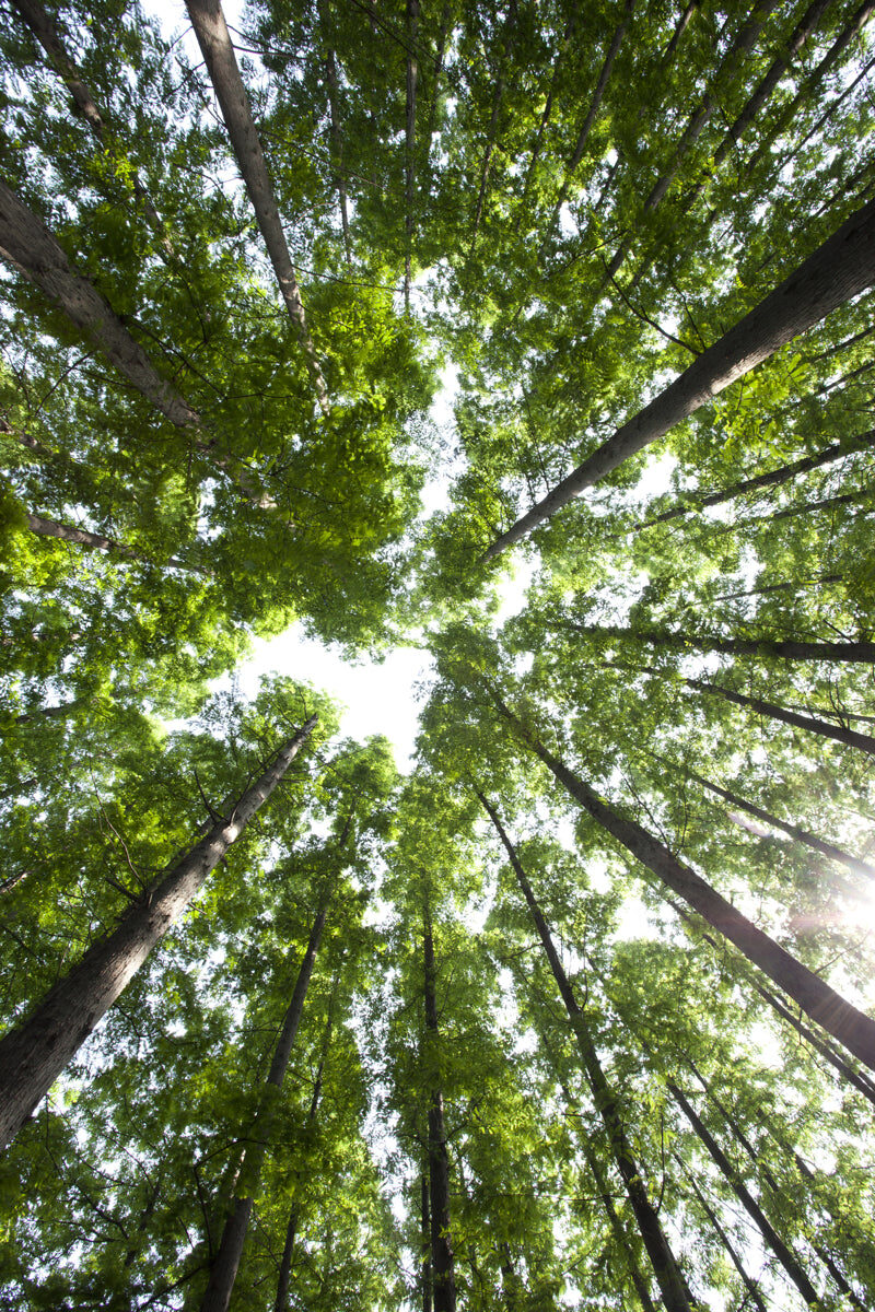 Tall Green Forest Canopy View – Nature Print
