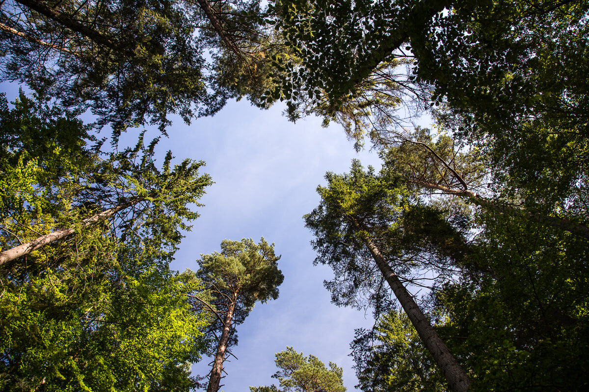 Tranquil Forest Canopy View with Clear Sky