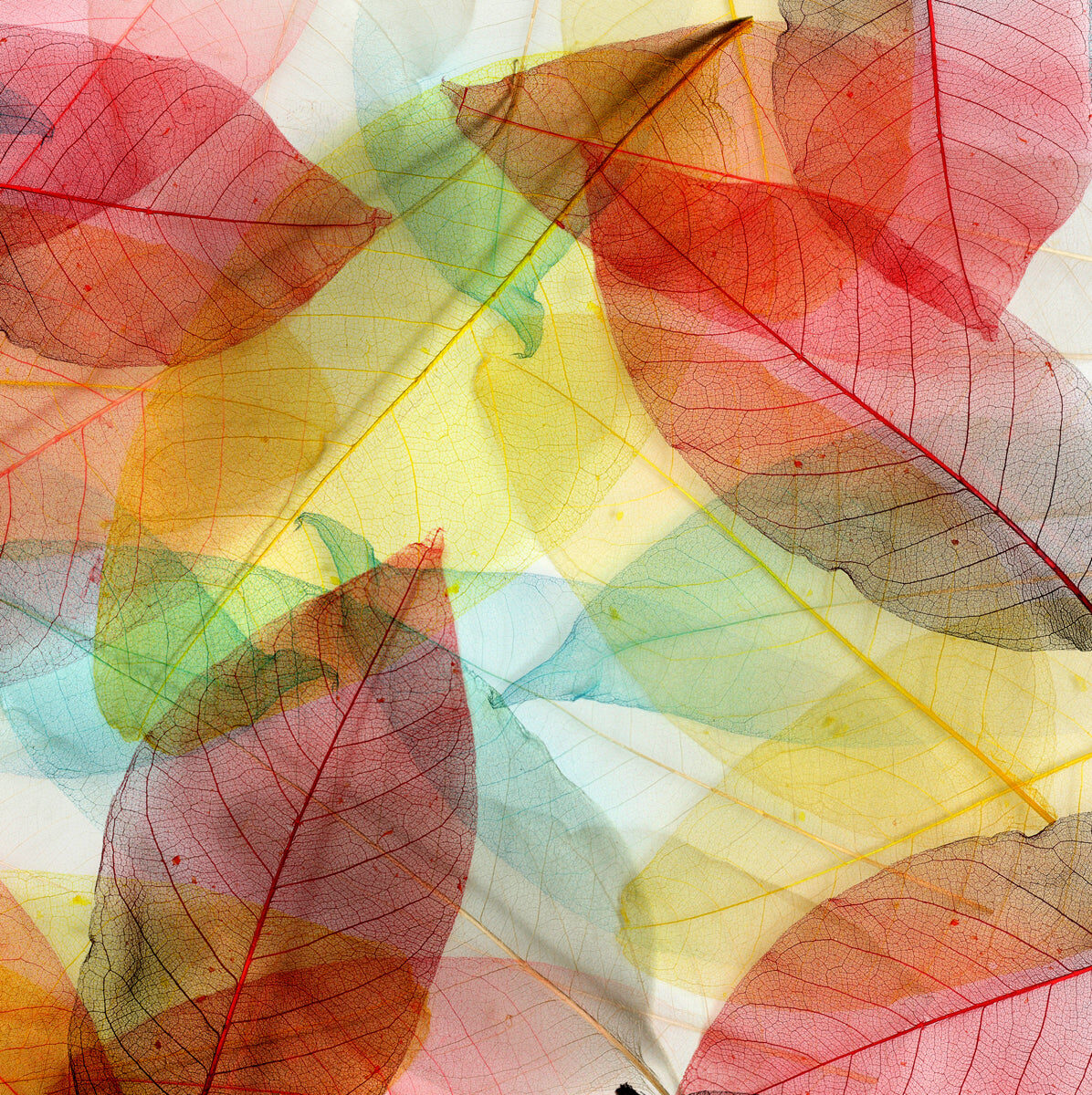 Translucent Leaf Art – Nature-Inspired Design Visual