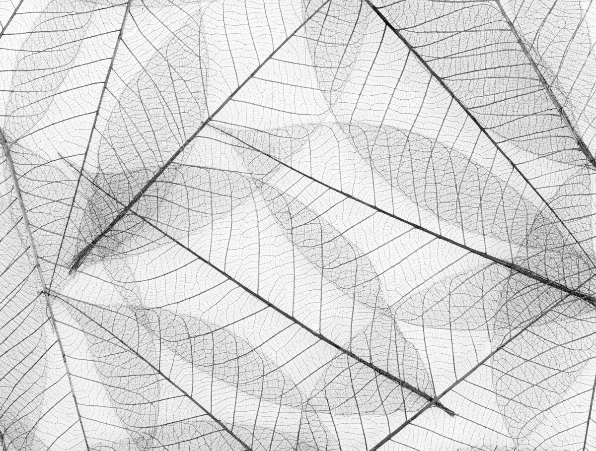 Transparent Skeleton Leaf Pattern Wallpaper