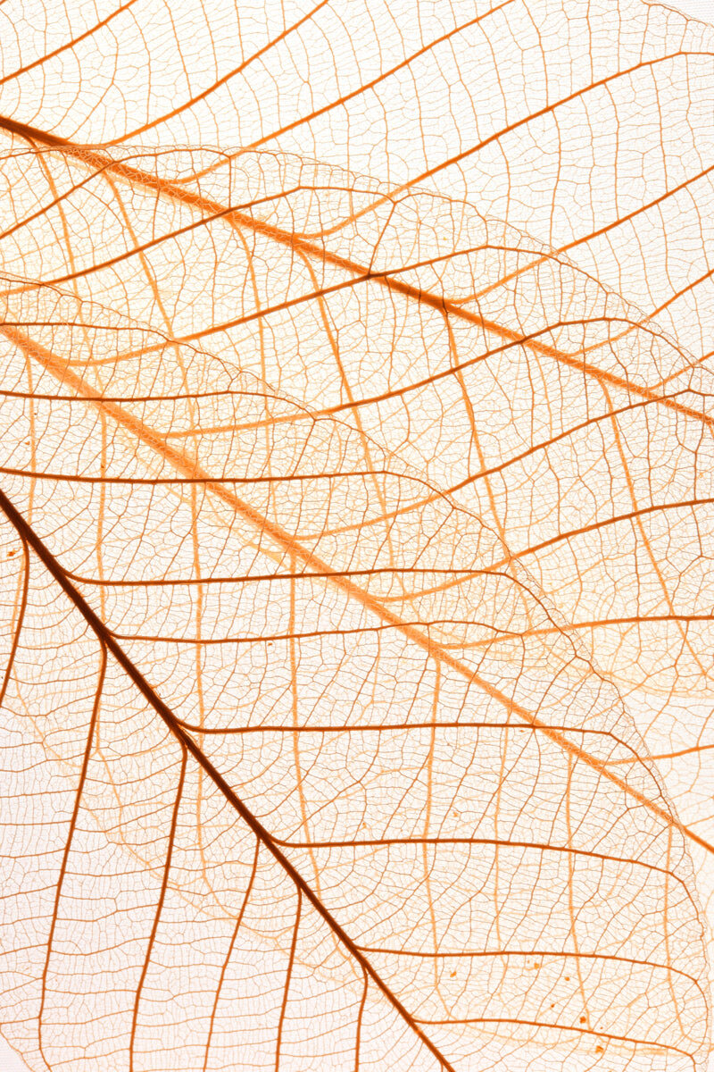 Transparent Skeleton Leaf Texture in Soft Sepia Tone