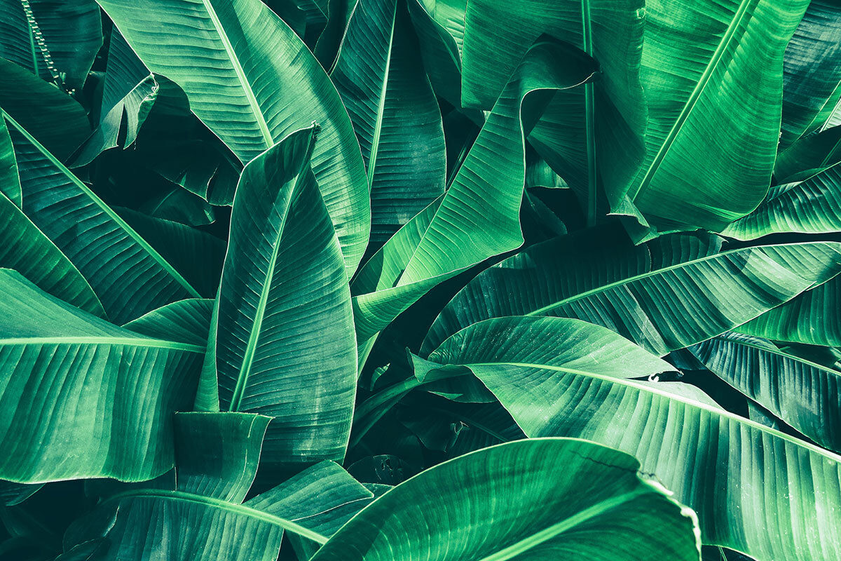 Tropical Green Banana Leaf Stretch Ceiling – Natural Botanical Design